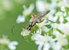 237648 – Photo : Oryctes – France (59)